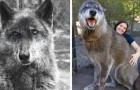 Die Besitzer bringen diesen Hund ins Tierheim, weil er zu groß und aggressiv ist: ein DNA-Test zeigt, dass er zu 87% ein Wolf ist