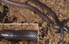 Een nieuwe slangensoort is ontdekt: hij doodt zijn prooi met de zijtanden zonder zijn bek zelfs te openen