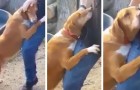 Een journalist komt een kennel binnen om een verhaal te schrijven, maar een hond houdt niet op hem te omhelzen: uiteindelijk neemt hij het mee