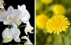 In psicologia esistono due tipi di personalità: voi siete più orchidea o tarassaco?