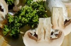 Mangiare i funghi due volte a settimana riduce il rischio di declino cognitivo, afferma uno studio
