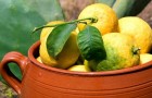 Voici comment cultiver un citronnier à la maison pour ne plus acheter de citrons au supermarché