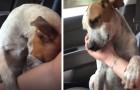 The way this puppy thanks this woman for adopting it moves us more than a thousand words