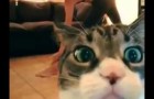 Funny cat interrups the yoga session !!