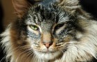 Video Video's van Katten Katten