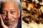 The actor Morgan Freeman turns his 50-acre ranch into a sanctuary for bees