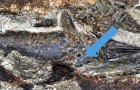 Fossielen onthullen een nieuw verontrustend detail over de catastrofe die de dinosaurussen heeft uitgeroeid