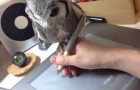 This cute owl really loves his owner