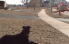 Every day this dog waits for his best friend to come home from school !