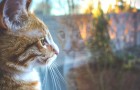 Vídeo de Gatos
