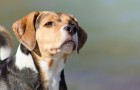 Les chiens sont capables de reconnaître l'odeur du cancer, avec une précision de 97% : voici l'étude