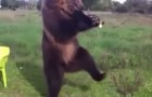 Video Samba