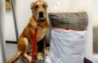 Vidéos d' Animaux