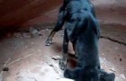 Man finds a puppy in a 350-foot deep canyon, and goes back to rescue him