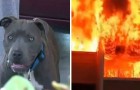 Video Ongelofelijke video's Ongelofelijk