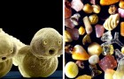 Video Wissenschaftsvideos Wissenschaften