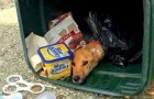 Video Video's van Honden Honden