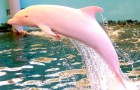 Les marins aperçoivent un dauphin rose très rare : les extraordinaires photos de l'animal font le tour du monde