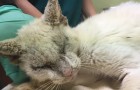 Nach monatelanger Behandlung hat diese streunende Katze ihre Augen wieder geöffnet: eins ist blau und das andere goldfarben
