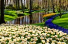 Le parc du Keukenhof aux Pays-Bas : 4 millions de tulipes en fleurs font vibrer les touristes du monde entier