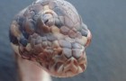 In Australië is een slang met 3 ogen gevonden: op foto’s ziet het eruit als een mythisch wezen