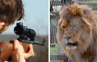 Des lions élevés dans des cages puis tués pour le plaisir des chasseurs : une horrible réalité dévoilée