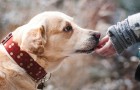 Ein Hund im Haus zu haben verlängert das Leben, zeigt eine Studie