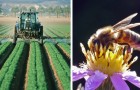 Een wiskundige ontwikkelt een natuurlijk bestrijdingsmiddel dat planten kan beschermen zonder bijen te doden