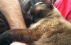 Video Video's van Katten Katten