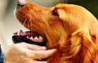 Hunde kommen von den Sternen: die Geschichte, die dich deinen vierbeinigen Freund noch mehr lieben lässt