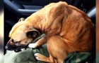 Un cane randagio disperato vede una portiera aperta e sale in macchina: quel gesto coraggioso gli ha cambiato la vita