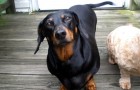 Video Hundevideos Hunde
