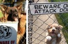 Video di Cani