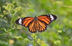3 ettari di bosco in una riserva per farfalle monarca sono stati rasi al suolo per far spazio a piantagioni di avocado