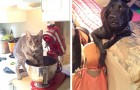 Video Tiervideos Tiere