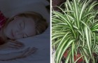 Volgens de NASA kan het hebben van een van deze 5 planten in huis de luchtkwaliteit en dus de slaap verbeteren