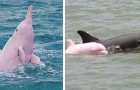 Un rarissimo esemplare di delfino rosa ha dato alla luce un cucciolo, e ora la 