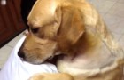 Les images tendres d'un homme embrassant à nouveau son chien après une opération délicate