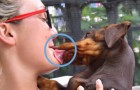 Être léché à côté de la bouche par votre chien peut être TRÈS dangereux, parole d'un virologue