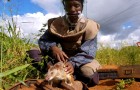 Le précieux travail des rats anti-mines, les petits héros qui sauvent des milliers de vies dans le monde entier