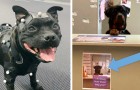 Vidéos de Chiens