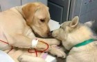 In this clinic, there is a special assistant who comforts the other dogs during their operations