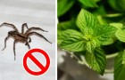 Wie man Insekten von der Küche und dem Schlafzimmer fernhält, ohne Chemikalien zu verwenden
