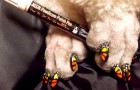 Att måla hundars och katters naglar i estetiskt syfte - den nya absurda modetrenden som döljer många risker