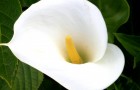 De calla: hier is zijn oorsprong en waarom het wordt beschouwd als de meest elegante bloem van allemaal