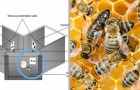 Bienen sind in der Lage, Symbole mit Zahlen zu verbinden: Neue Tests zeigen ein übermathematisches Gehirn