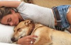 Vídeo de Cachorros