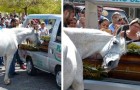 Tijdens een begrafenis kwam een paard afscheid nemen van zijn beste vriend