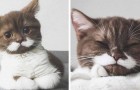Video di Gatti