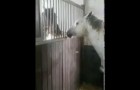 Regardez comment ce cheval aide son compère (au régime) pour manger. Les coquins!